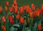 4 Tulips.jpg